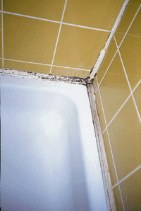 Vom Dauerangriff durch Mikroorganismen eindrucksvoll gekennzeichnete Silikonfuge an einer Duschwanne.