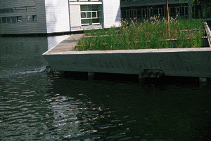 Schilfbeet mit Wasserspeier. Foto: K. König