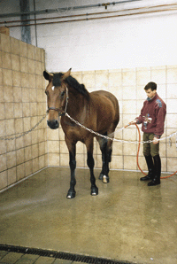 Reinigung der Pferde im Nonnhof, Alfeld. Foto: Schreiner
