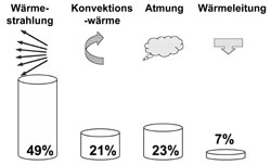 Bild 3: Anteile der Wärmeabgabe eines Menschen bei einer Umgebungstemperatur 20°C.