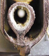 Bild 1: Schnitt durch einen Rohr-in-Rohr-Wärmeübertrager: eine Kalkschicht bildet sich.