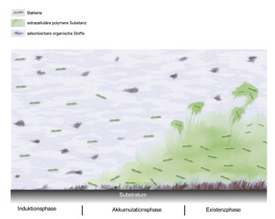 Modellhafte Darstellung des Biofilmwachstums.