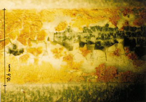 Durch Abbau und Zerfall der Kunststoffe (Korrosion/Dilaboration) bewirkte Zerstörung von Warmwasserleitungsrohren und -fittings aus Trinkwasserhausinstallationen nach einer Lebensdauer von 10 bzw. 15 Jahren unter üblichen Bedingungen. Die Bilder zeigen die Rohr- und Fittinginnenansichten. Die Abstände der Randstriche betragen 1 mm.